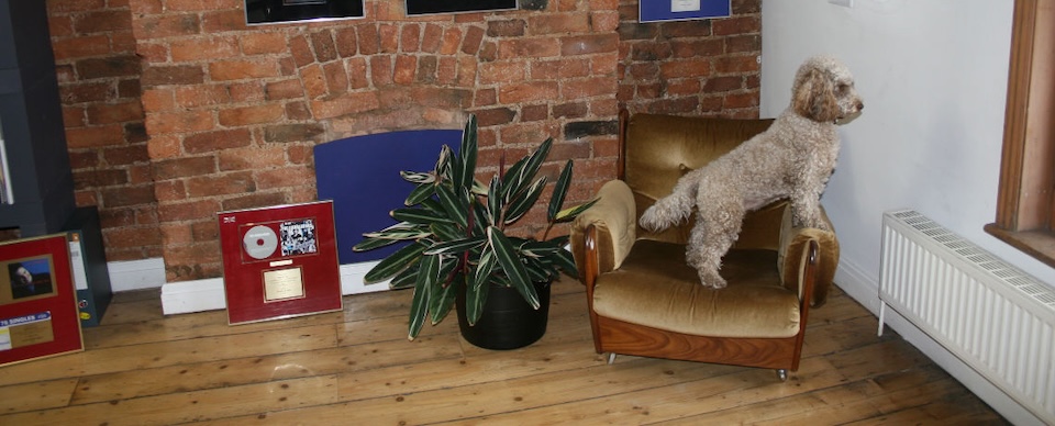 a small dog standing on a chair, records in the background